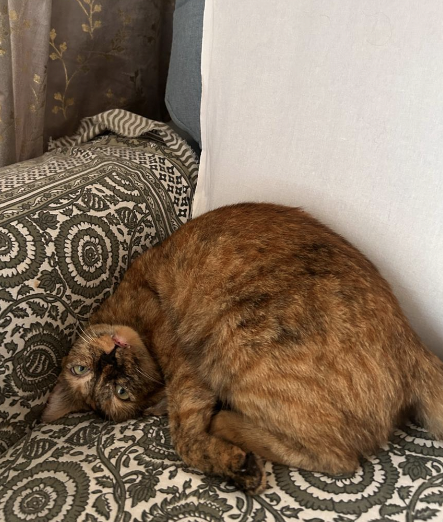 Kiwi — Indie Rescue Cat · 4 years